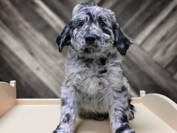 Aussiedoodle-DOG-Male-Blue Merle-24129-Petland Racine, Wisconsin