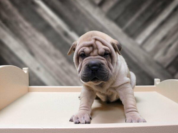 Chinese Shar-Pei-DOG-Male-FAWN-24161-Petland Racine, Wisconsin