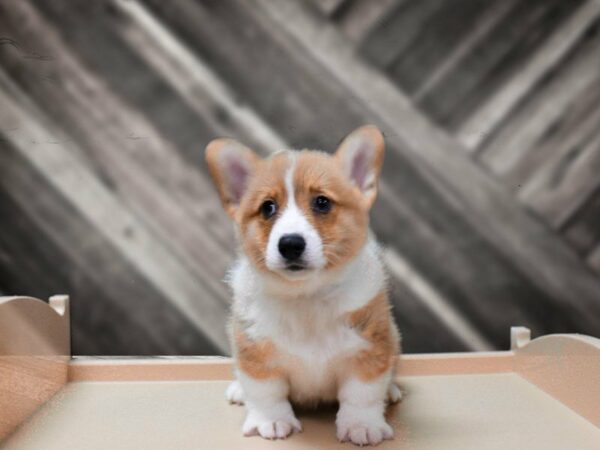 Pembroke Welsh Corgi-DOG-Male-Red / White-24134-Petland Racine, Wisconsin