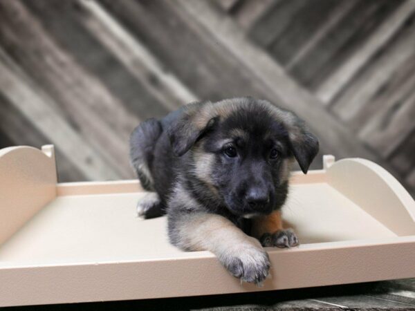 German Shepherd-DOG-Male-Blk/Tan-24157-Petland Racine, Wisconsin