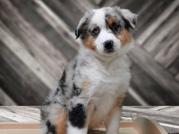Australian Shepherd-DOG-Male-Blue Merle-24139-Petland Racine, Wisconsin
