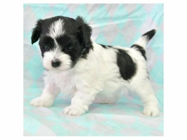 Morkie DOG Female Black / White 15523 Petland Racine, Wisconsin