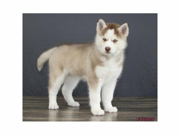 Siberian Husky-DOG-Female-Red / White-15526-Petland Racine, Wisconsin