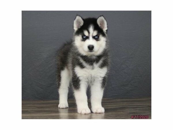 Siberian Husky-DOG-Male-Black / White-15524-Petland Racine, Wisconsin