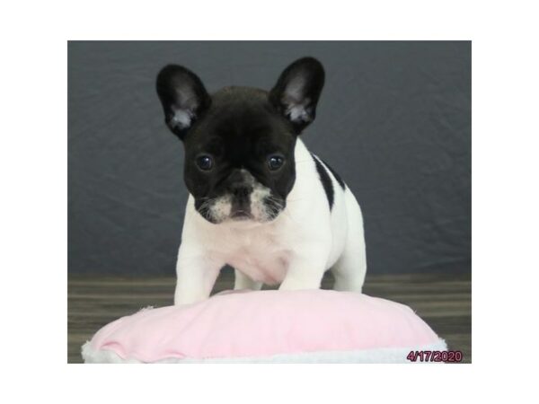 French Bulldog-DOG-Female-Black / White-15527-Petland Racine, Wisconsin