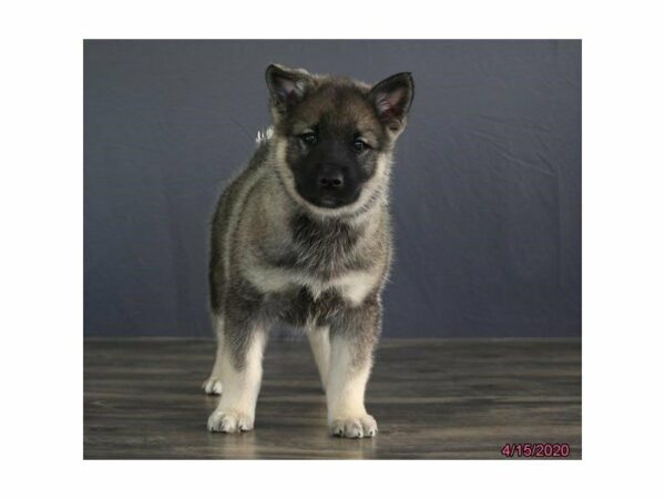 Norwegian Elkhound DOG Female Black / Silver 15528 Petland Racine, Wisconsin