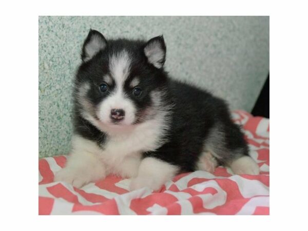 Pomsky-DOG-Female-Black / White-15525-Petland Racine, Wisconsin