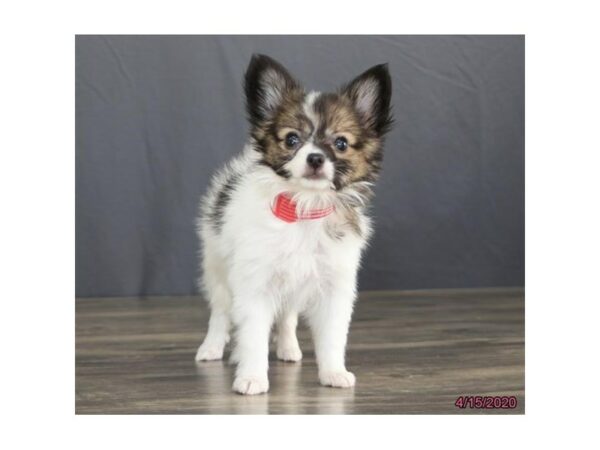 Papillon DOG Female White / Brown 15522 Petland Racine, Wisconsin