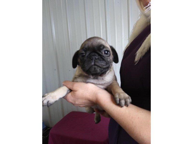 Pug Puppy dark fawn ID:24180 Located at Petland Racine, Wisconsin