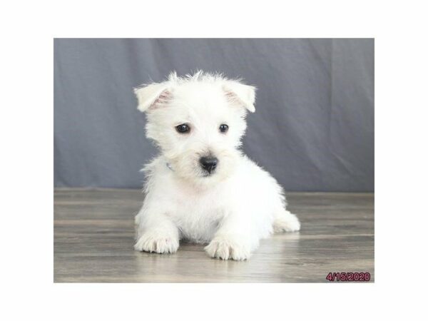 West Highland White Terrier DOG Male White 24183 Petland Racine, Wisconsin