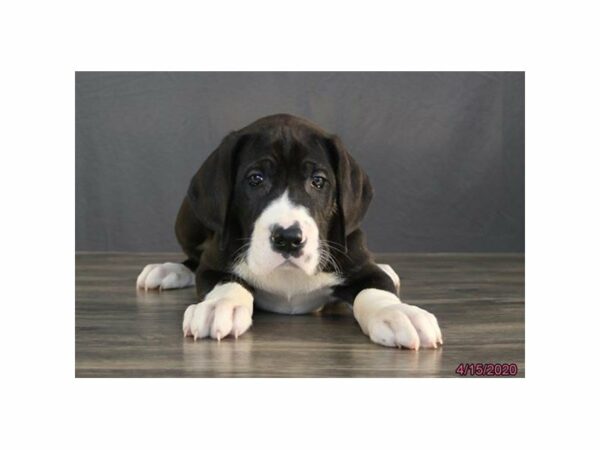 Great Dane DOG Male Mantle 24178 Petland Racine, Wisconsin