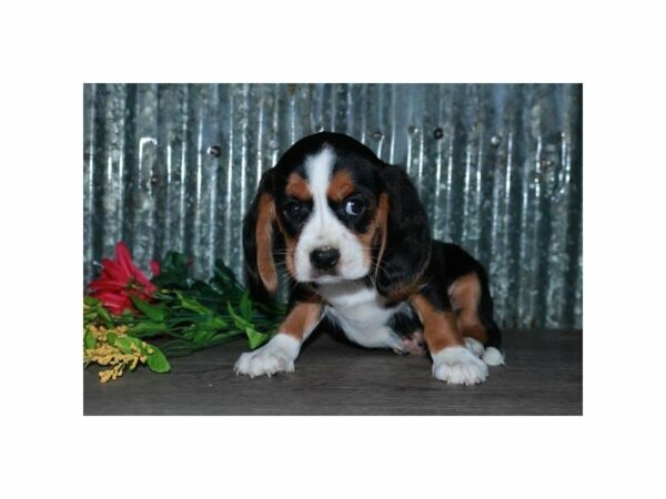 Cavalier King Charles Spaniel/Beagle-DOG-Male-Tri-Colored-24191-Petland Racine, Wisconsin