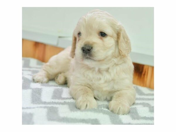 Cock A Poo-DOG-Male-Cream-24176-Petland Racine, Wisconsin