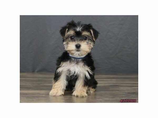 Morkie-DOG-Female-Black / Tan-24173-Petland Racine, Wisconsin