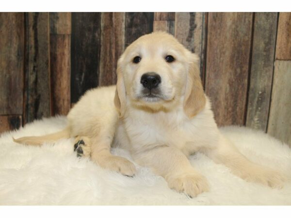 Golden Retriever-DOG-Male-Cream-15534-Petland Racine, Wisconsin
