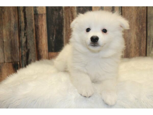 American Eskimo / Alaskan Klee Kia-DOG-Male-White-15535-Petland Racine, Wisconsin