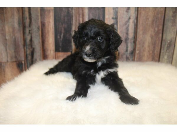 Aussie-Poo-DOG-Male-Black-15537-Petland Racine, Wisconsin