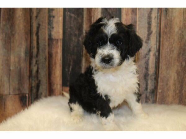 Aussie-Poo-DOG-Male-Black/White-15538-Petland Racine, Wisconsin