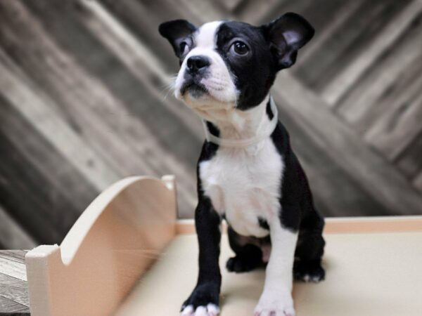 Boston Terrier-DOG-Male-Black / White-24177-Petland Racine, Wisconsin