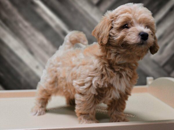 Maltipoo-DOG-Female-APCT/CRM-24171-Petland Racine, Wisconsin