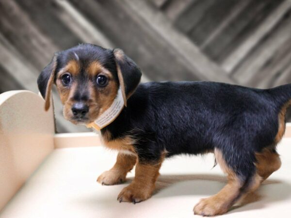 Dorkie-DOG-Male-BLK/TN/WH-24168-Petland Racine, Wisconsin