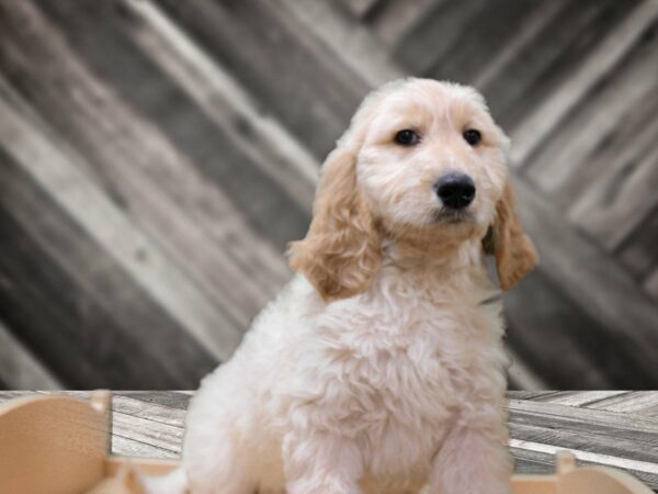 Goldendoodle 2nd Gen-DOG-Male-Golden-24188-Petland Racine, Wisconsin