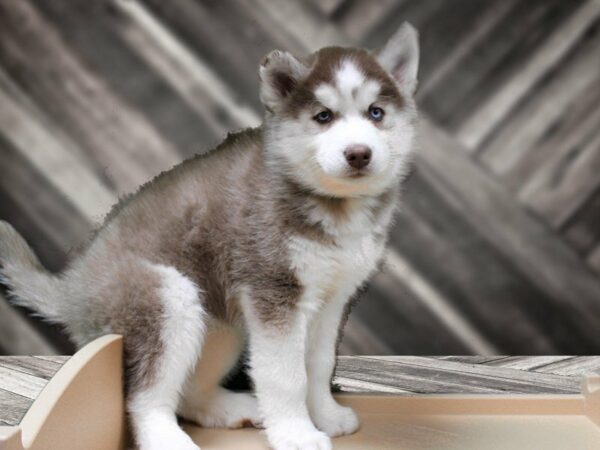 Siberian Husky-DOG-Male-Red / White-24185-Petland Racine, Wisconsin