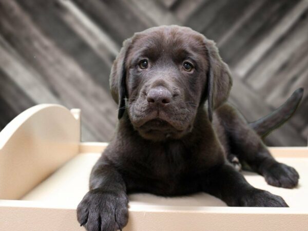 Labrador Retriever-DOG-Male-Chocolate-24184-Petland Racine, Wisconsin