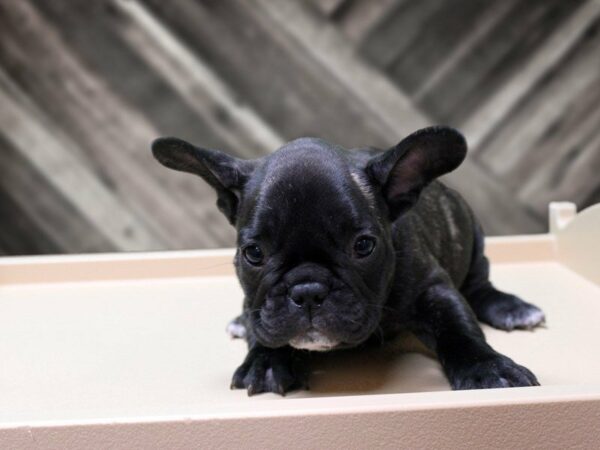 French Bulldog-DOG-Male-Black-24189-Petland Racine, Wisconsin
