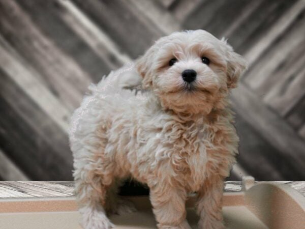 Maltipoo DOG Male APCT/CRM 24170 Petland Racine, Wisconsin