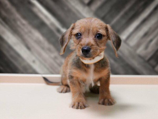 Dorkie-DOG-Female-BLK/TN/WH-24169-Petland Racine, Wisconsin