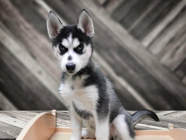 Siberian Husky-DOG-Female-Black / White-24182-Petland Racine, Wisconsin