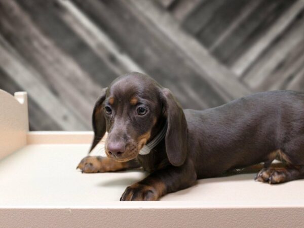 Dachshund-DOG-Male-Chocolate-24175-Petland Racine, Wisconsin