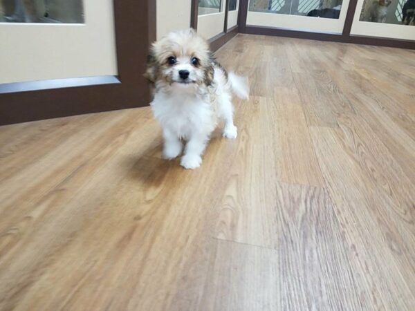 CavaPooChon-DOG-Female-WH/SBL-24166-Petland Racine, Wisconsin