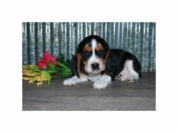 Cavalier King Charles Spaniel/Beagle-DOG-Female-Tri-Colored-24202-Petland Racine, Wisconsin