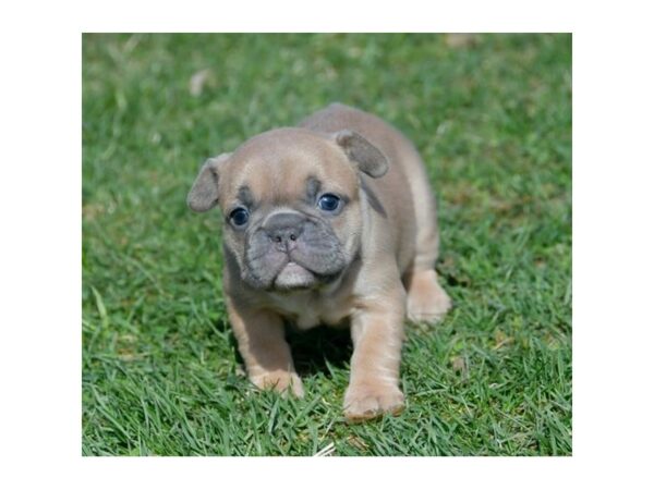 French Bulldog-DOG-Female-Blue Fawn-24203-Petland Racine, Wisconsin