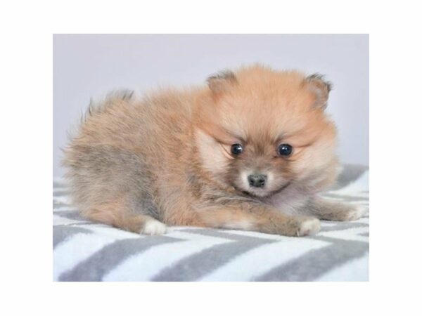 Pomeranian-DOG-Male-Red Sable-24200-Petland Racine, Wisconsin
