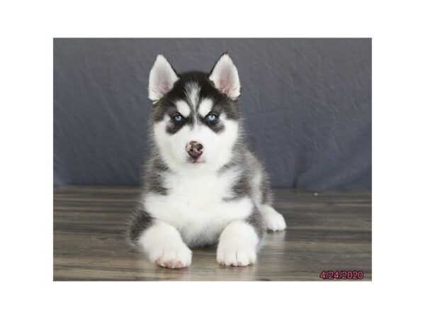 Siberian Husky-DOG-Male-Black / White-15540-Petland Racine, Wisconsin