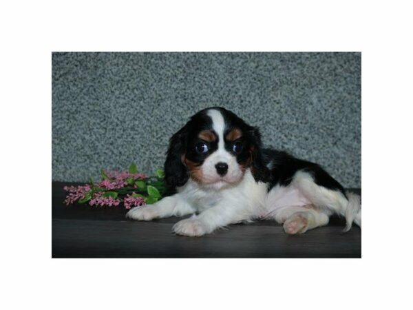 Cavalier King Charles Spaniel-DOG-Female-Tri-Colored-15544-Petland Racine, Wisconsin