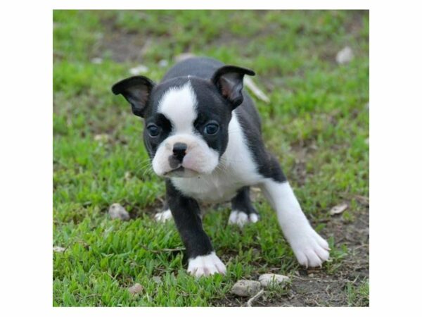 Boston Terrier-DOG-Female-Black / White-15542-Petland Racine, Wisconsin