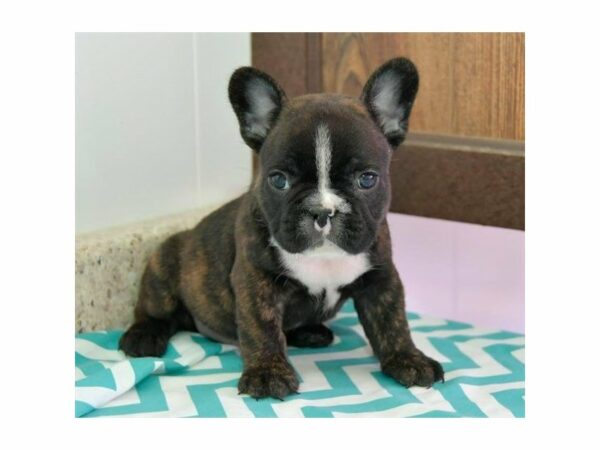 French Bulldog-DOG-Male-Brindle / White-15545-Petland Racine, Wisconsin