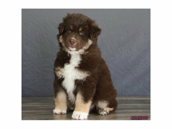 Australian Shepherd-DOG-Male-Red-15548-Petland Racine, Wisconsin