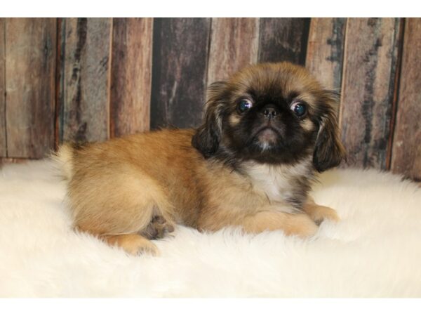 Pekingese DOG Male Sable/Black Mask 15549 Petland Racine, Wisconsin