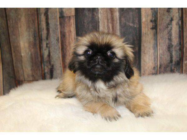 Pekingese DOG Female Sable/Black Mask 15550 Petland Racine, Wisconsin