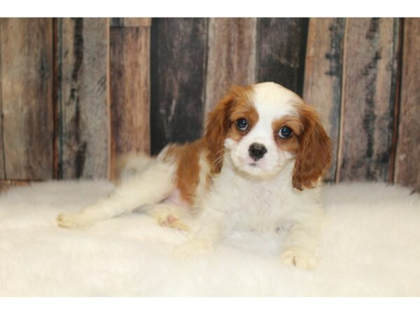 Cavalier King Charles Spaniel-DOG-Female-Blenheim-15552-Petland Racine, Wisconsin