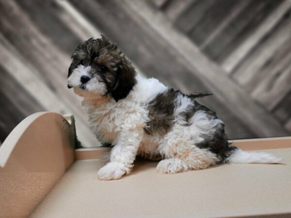 Cavachon-Poo DOG Male Sbl/Prt 24195 Petland Racine, Wisconsin