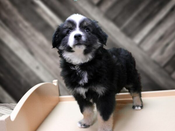 Australian Shepherd-DOG-Female-Black-24206-Petland Racine, Wisconsin
