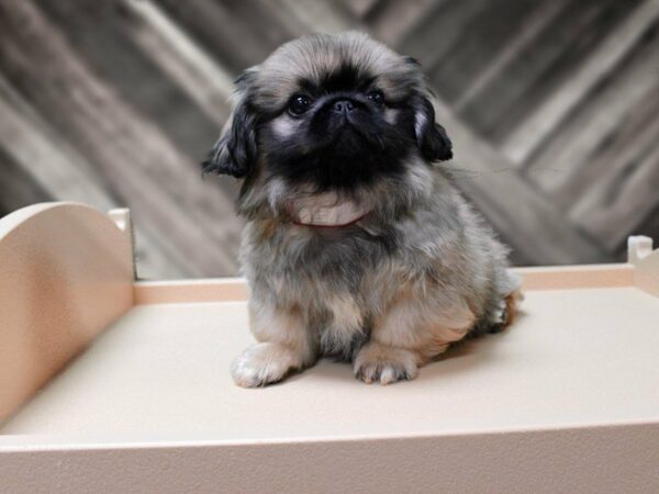 Pekingese-DOG-Male-Sable-24215-Petland Racine, Wisconsin