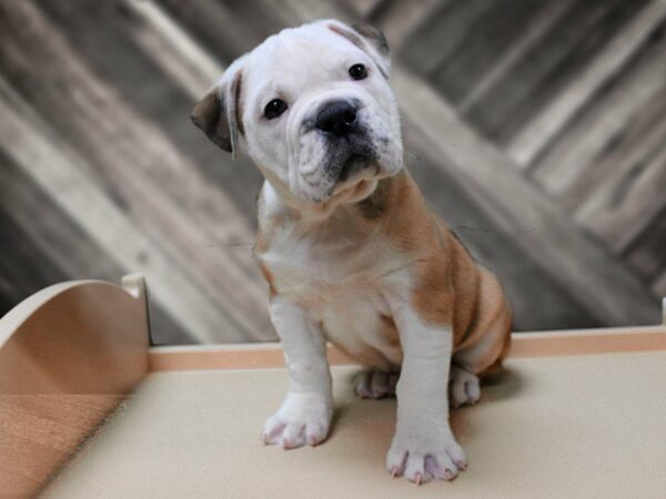 Olde Bulldog-DOG-Female-RD/WH/TUX-24218-Petland Racine, Wisconsin