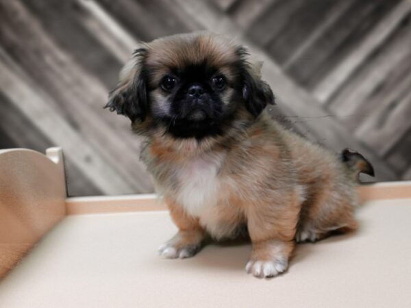 Pekingese DOG Female Sable 24214 Petland Racine, Wisconsin